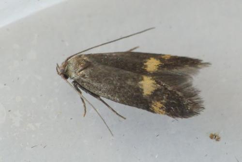 Borkhausenia minutella